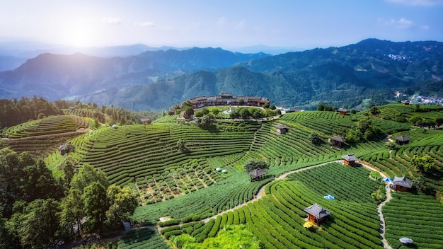Fotografía aérea de los campos de té ecológico alpino de Sanjiang Buyang Xianren