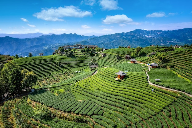 Fotografia aérea dos campos de chá ecológico alpino de Sanjiang Buyang Xianren