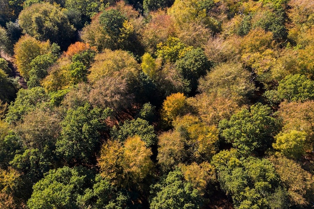 Fotografía aérea de drones de árboles forestales de otoño