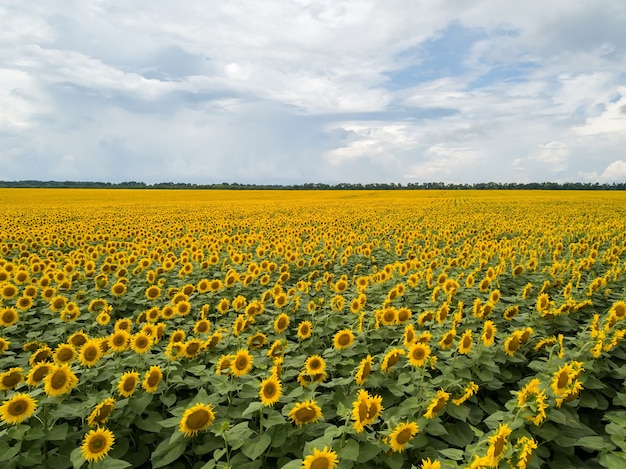 Fotografía aérea desde drones voladores hasta un maravilloso campo de girasoles y cielo nublado en verano