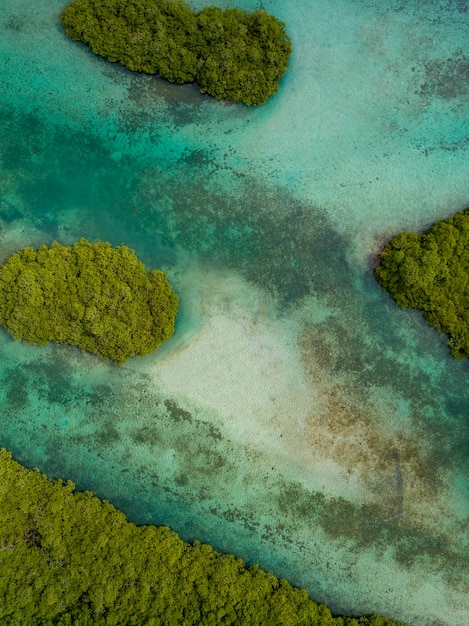 Foto fotografía aérea de manglares y bancos de arena a lo largo de la zona de venas azules portobelo panamá