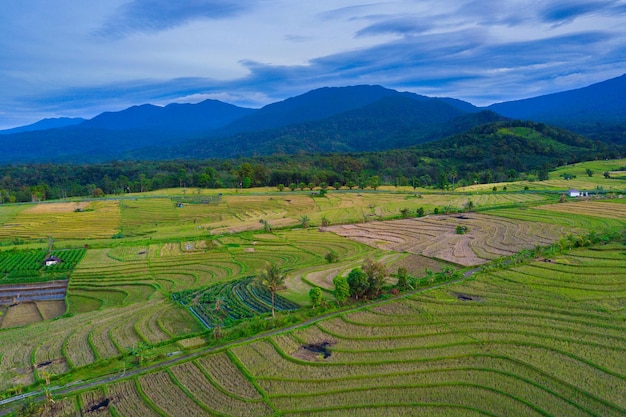 Fotografía aérea del panorama natural de los vastos campos de arroz de Indonesia con montañas