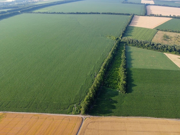 Fotografía aérea de tierras de cultivo con cultivos Gran campo de maíz verde