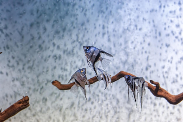 Fotografía bajo el agua de peces pterophyllum scalare altum