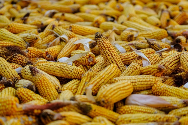 Fotografía de alimentos vegetales maíz de oreja dulce crudo Textura de fondo de maíz amarillo fresco Imagen de producto vegetal maíz dulce grande