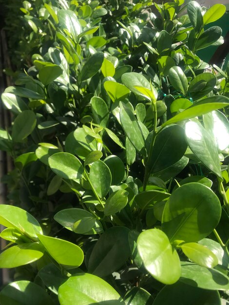 Fotografía de ángulo alto de las hojas verdes