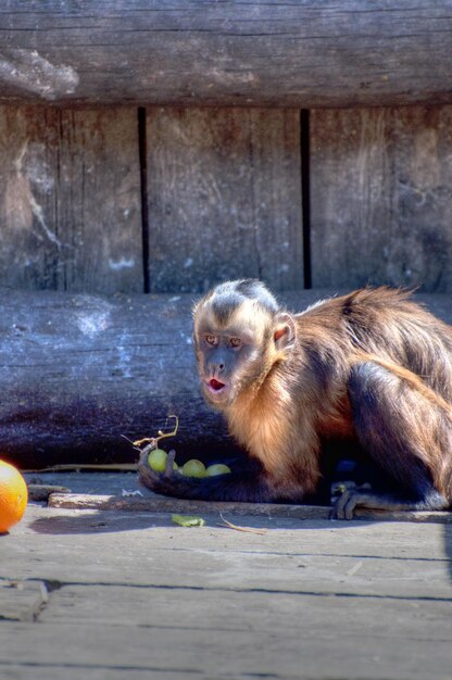 fotografía de un animal