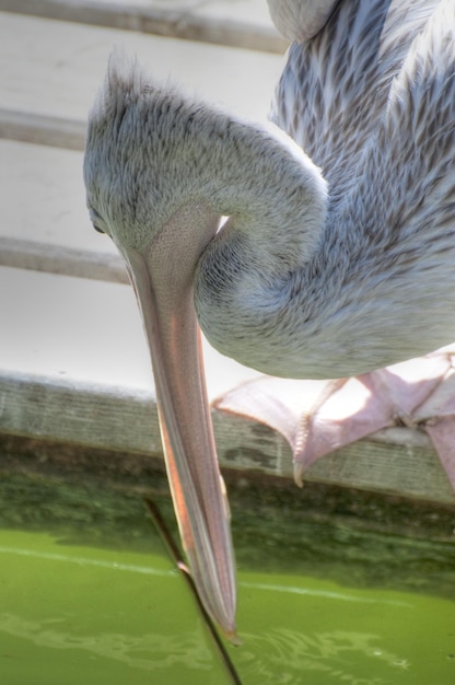 fotografía de un animal