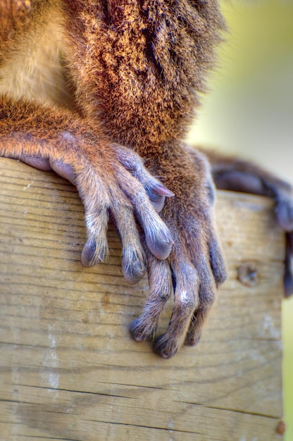 Foto fotografía de un animal