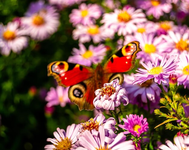 Fotografia ao tema linda borboleta negra monarca