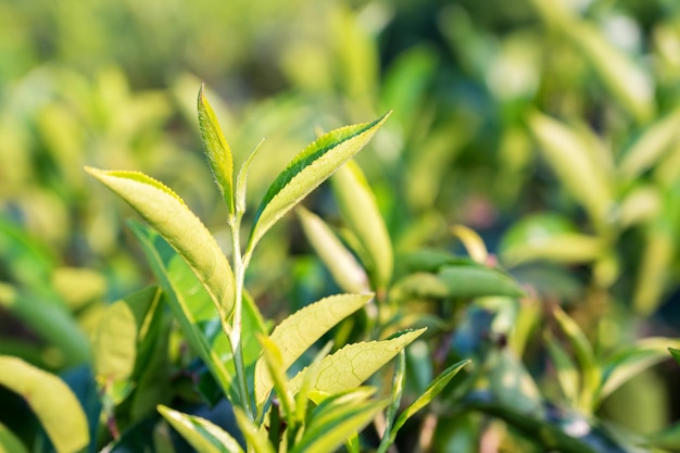 Fotografia aproximada de broto e folhas de chá fresco macio