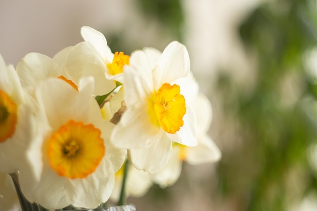 Fotografia aproximada de buquê de narcisos amarelosFoco seletivo