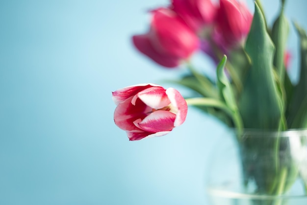 Fotografia aproximada de buquê de tulipas cor de rosa em fundo azulcopiar foco seletivo de espaço