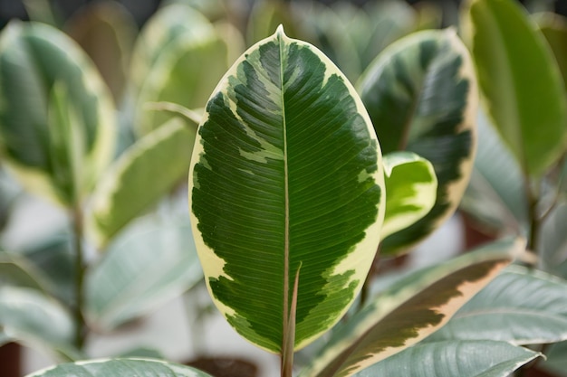 Fotografia aproximada de folha brilhante texturizada de ficus elástico de fundo natural