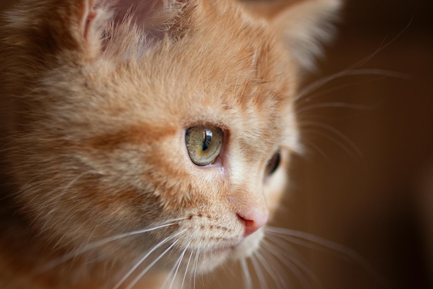 Fotografia aproximada de gatinho ruivo britânico com olhos verdes