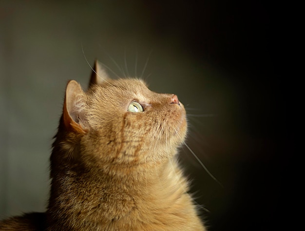 Fotografia aproximada de gatinho ruivo de retrato com olhos verdes em fundo pastel Foco seletivo