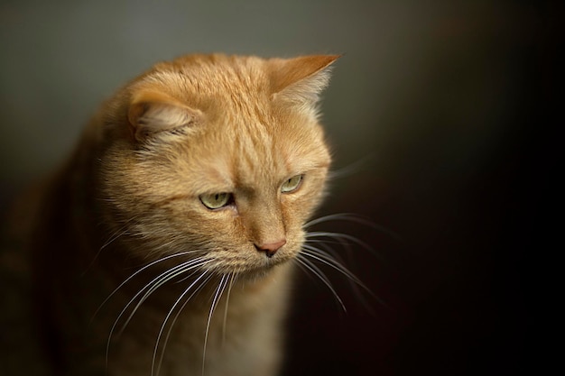Fotografia aproximada de gatinho ruivo de retrato com olhos verdes em fundo pastel Foco seletivo