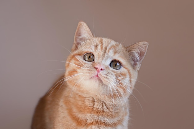 Fotografia aproximada de gatinho ruivo em fundo bege