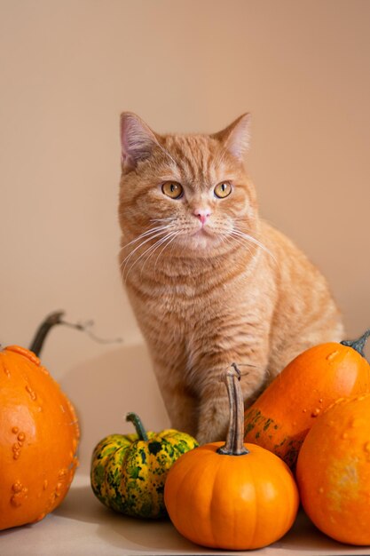 Fotografia aproximada de gatinho ruivo sentado em abóboras laranja