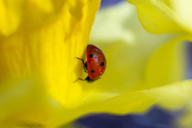 Fotografia aproximada de joaninha na pétala amarela Conceito de primavera