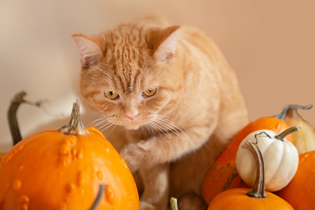 Fotografia aproximada de um gatinho ruivo lambendo a pata em abóboras laranja