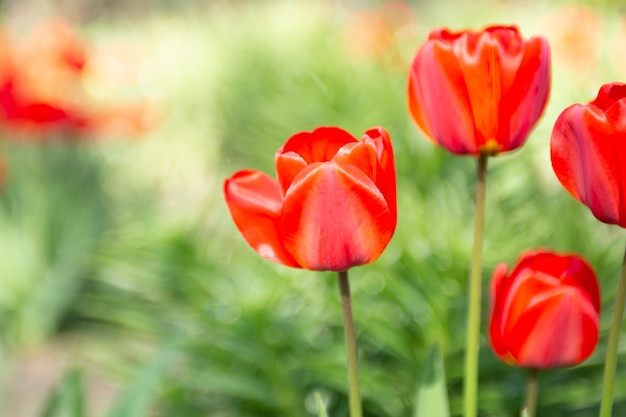 Fotografia aproximada de um grupo de tulipas vermelhas, bom como pano de fundo natural