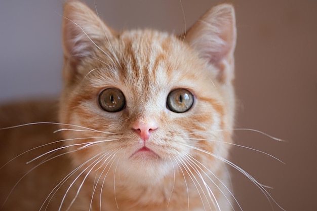 Fotografia aproximada do gato ruivo fofo com olhos verdes Orientação horizontal