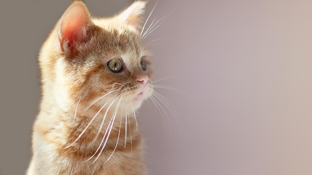 Fotografia aproximada do gato ruivo fofo com olhos verdesOrientação horizontalgrande faixa