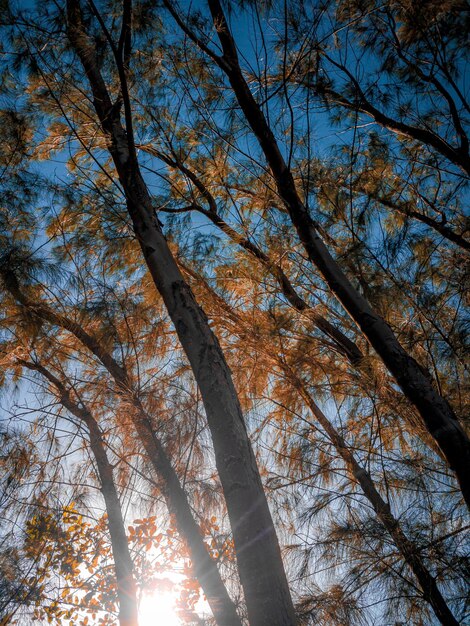 fotografía de árboles que se abren camino hacia el cielo