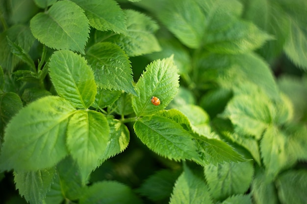 Fotografía desde arriba de hojas verdes con mariquita
