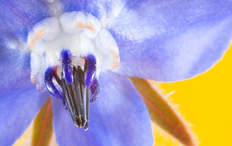 Foto fotografía artística de las flores azules de la planta de borraja aisladas en un fondo amarillo