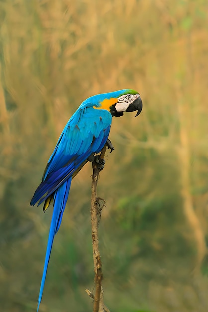 Fotografía de aves Fotografía de aves Fotografía de aves más hermosa Fotografía de aves Fotografía de la naturaleza