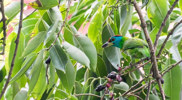 Foto fotografía de aves fotografía de pájaros fotografía de la naturaleza más hermosa