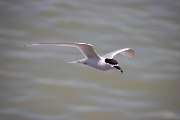 Fotografía de aves Fotografía de pájaros Fotografía de la naturaleza más hermosa