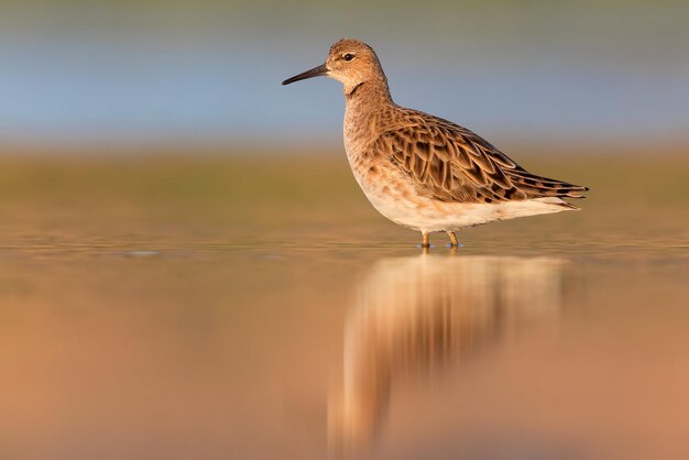 Fotografía de aves Fotografía de pájaros Fotografía de la naturaleza más hermosa