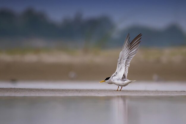 Fotografía de aves Fotografía de pájaros Fotografía de la naturaleza más hermosa