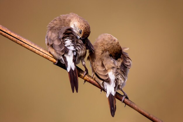 Fotografía de aves Fotografía de pájaros Fotografía de la naturaleza más hermosa