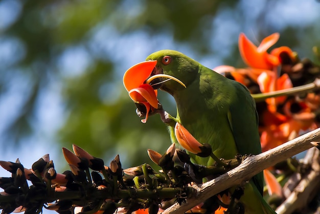 Fotografía de aves Imágenes de aves La fotografía de aves más hermosa Fotografía de la naturaleza