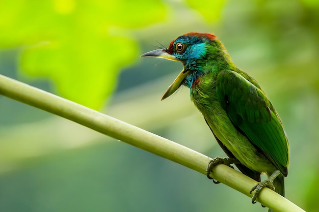 Fotografía de aves Imágenes de aves La fotografía de aves más hermosa Fotografía de la naturaleza