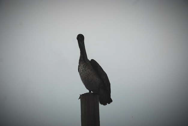 Foto fotografía de aves