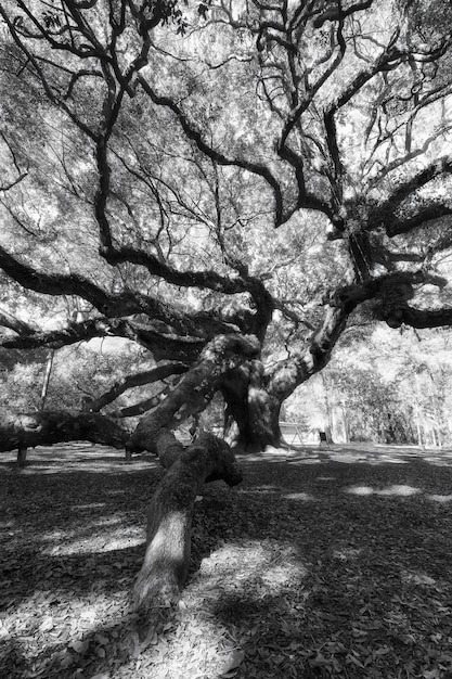 Fotografía en blanco y negro de Angel Oak Tree