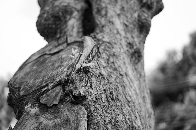 Fotografía en blanco y negro en color de cerca verde pequeño en un árbol grande