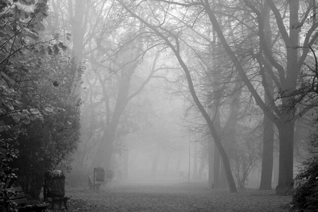 Fotografía en blanco y negro Mañana de niebla mística en el parque de otoño