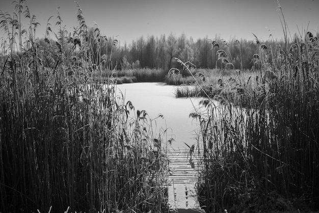 Fotografía en blanco y negro de un paisaje invernal con un lago.