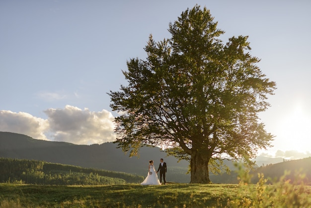 Fotografía de bodas en las montañas. La novia y el novio se toman de la mano cerca de la vieja haya de 100 años. Puesta de sol.