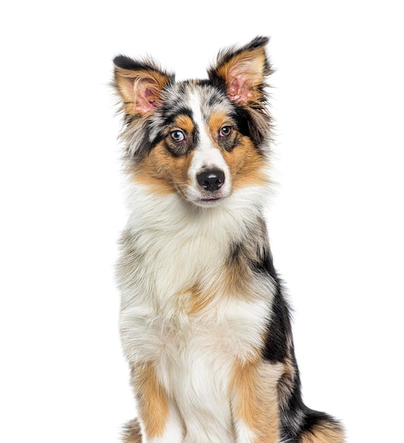 Foto fotografía de la cabeza de un border collie bleu merle aislado en blanco