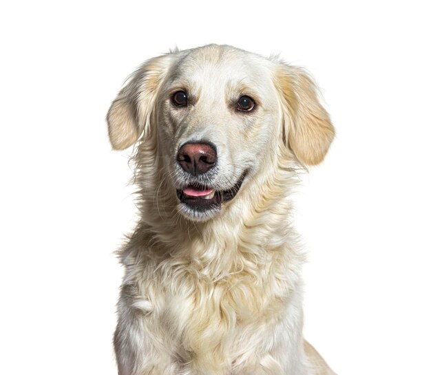 Fotografía de la cabeza de un Golden Retriever amarillo panting aislado en blanco