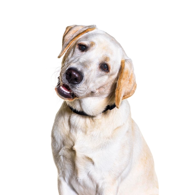 fotografía de la cabeza de un perro Labrador amarillo con un collar