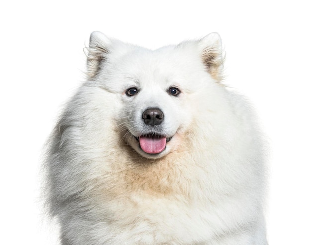 Foto fotografía de la cabeza de un samoyedo blanco jadeando aislado en blanco