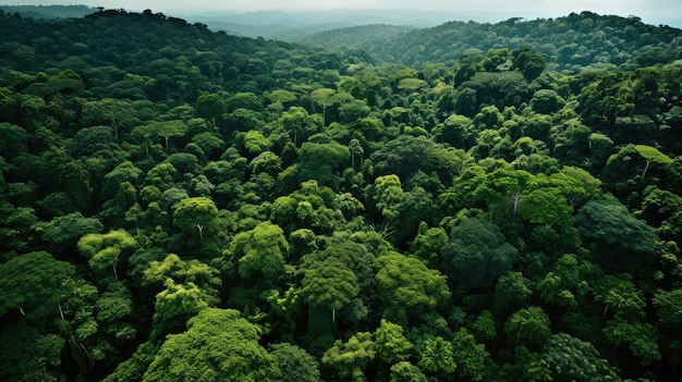 Fotografía cenital de densas selvas tropicales